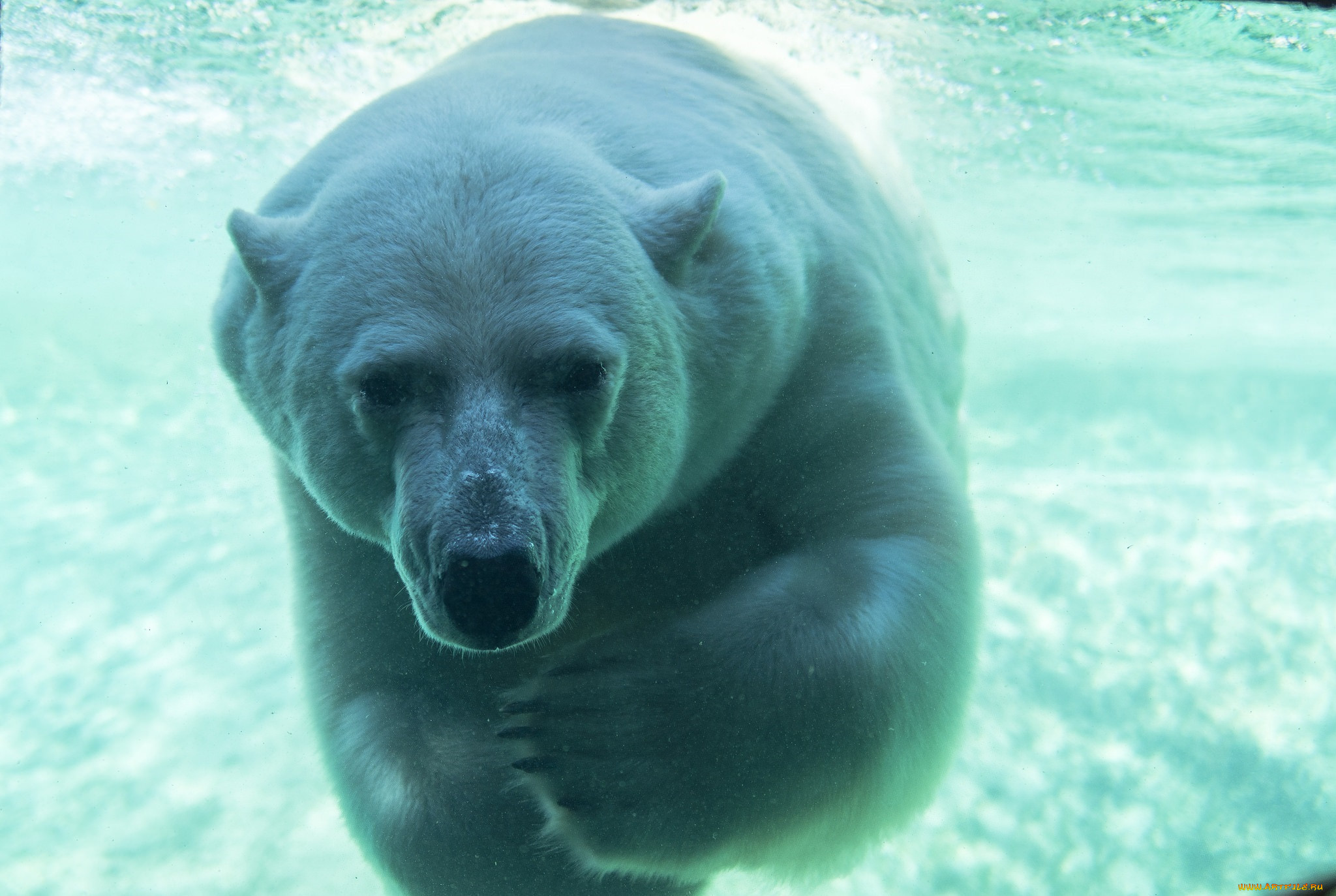 Under bear. Морской медведь. Белый медведь в воде. Белый медведь морда. Полярный медведь в воде.